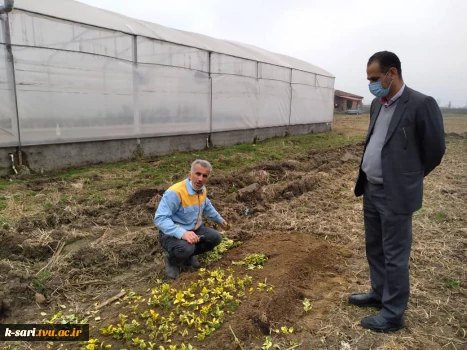 کاشت بوته شمشاد جهت استفاده در فضای سبز محوطه آموزشکده کشاورزی ساری 2