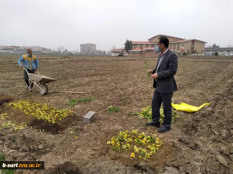 کاشت بوته شمشاد جهت استفاده در فضای سبز محوطه آموزشکده کشاورزی ساری 3