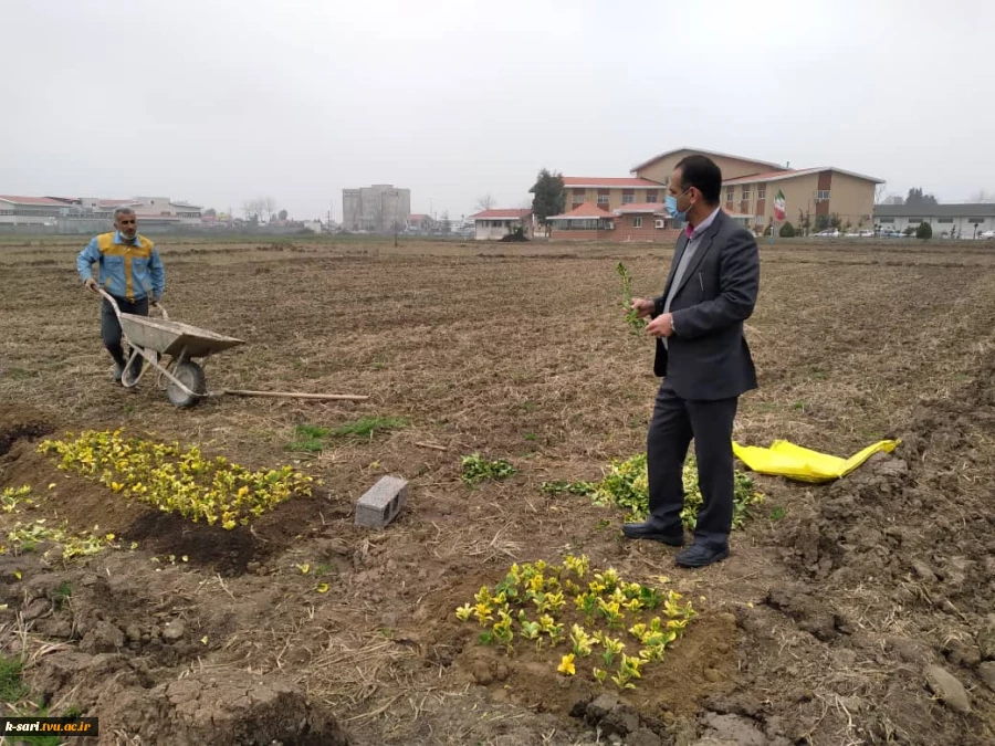 کاشت بوته شمشاد جهت استفاده در فضای سبز محوطه آموزشکده کشاورزی ساری 3