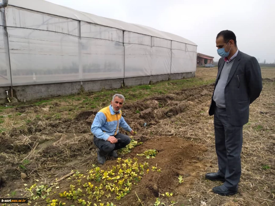 کاشت بوته شمشاد جهت استفاده در فضای سبز محوطه آموزشکده کشاورزی ساری 4